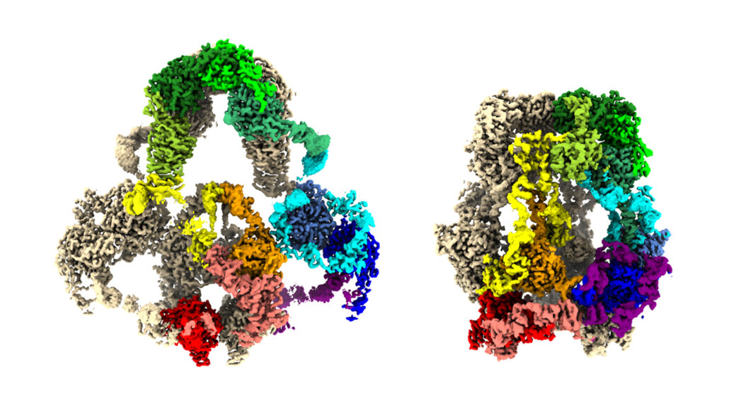 two 3-D maps of the LRP2 protein