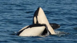 Two orca whales breaching.