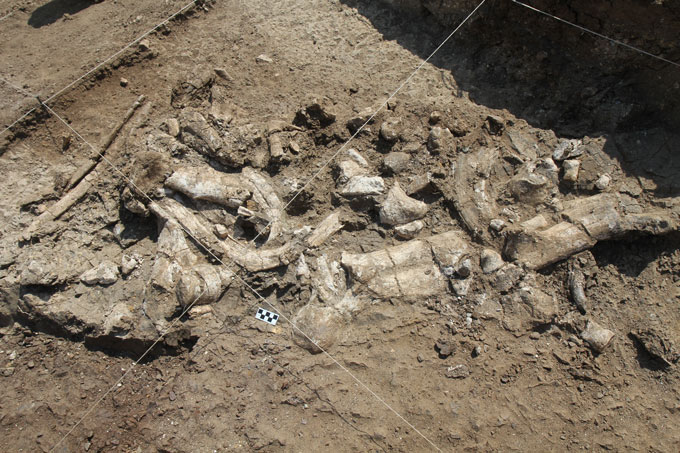 image of a fossil hippo skeleton at an excavation site