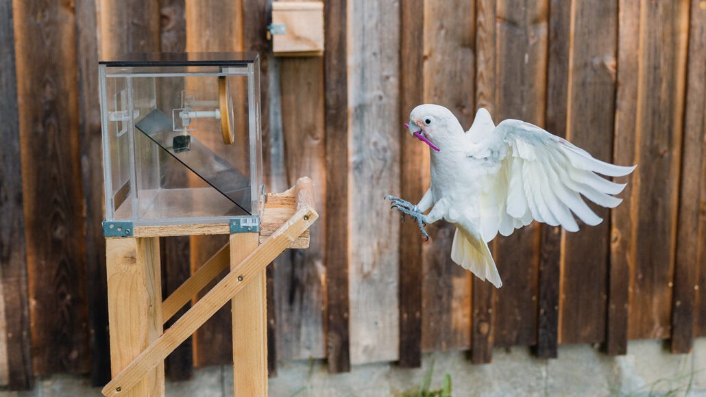 A photo of a white cockatoo flying towards a clear glass box with a cashew hiding behind a thin piece of paper.