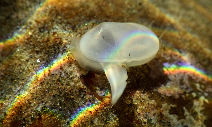 A clam called Cymatioa cooki on sand