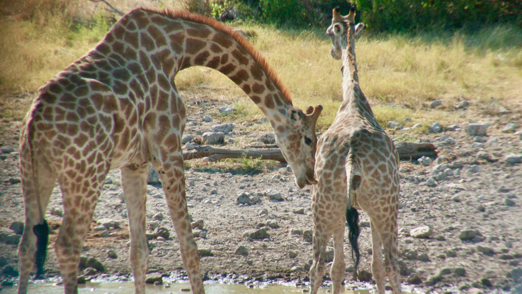 a photo of two giraffes where the male (seen from the side) has curled lips and the female (seen from the back) is peeing