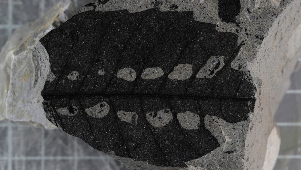 A fossilized leaf of the extinct plant Gigantonoclea guizhouensis, with holes in pairs along the center