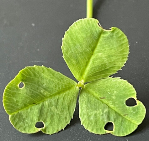 Leaves of Trifolium common clover. Two of the three leaves have symmetrical perforations