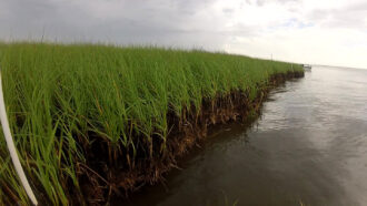 A shoreline in southern Louisiana shows green marsh grass where it meets still water