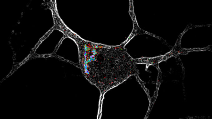 A microscope image of a nerve cell with colors highlighting special receptors.