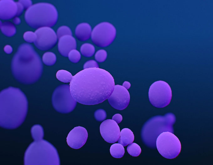 An illustration of Candida auris as purple oval bubbles floating on a dark blue background.