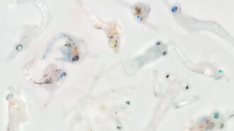 A photo of several transparent crustacean larvae swimming around on a white background.