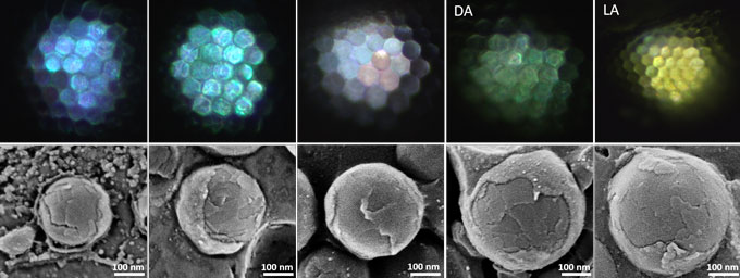 The color reflected from the eyes of some crustacean larvae (top) is linked to the size of isoxanthopterin nanoparticles that make up glass nanospheres (bottom) in the eyes. Orbs with smaller diameters reflect blue or silvery light, while larger ones appear green or yellow. The eyes of a freshwater prawn (Macrobrachium rosenbergii) can even change color from green when the animal has been in the dark overnight (DA) to yellow after being in the sunlight for several hours (LA). 