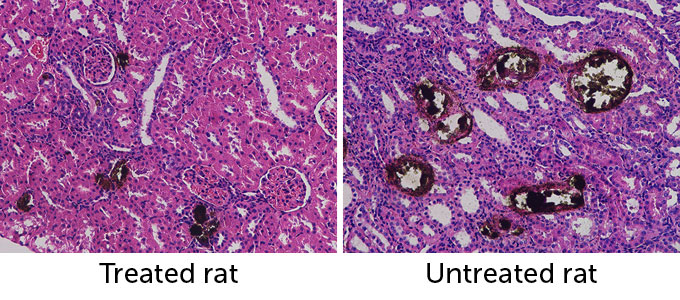 Two microscope images showing the size of kidney stones in rats after they were fed a substance that promotes kidney stone growth. The image on the left shows four brown, small circular shapes in the rat who received the sour treatment while the image on the right shows six larger brown circular shapes from the rat who did not receive treatment.