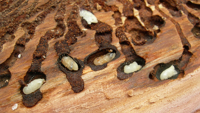 image of a cross section of wood showing Eurasian spruce bark beetle larvae inside their burrows