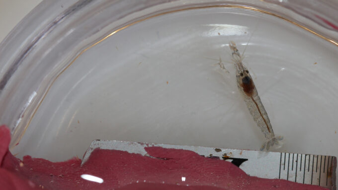 A juvenile bigclaw snapping shrimp in a lab dish next to a ruler