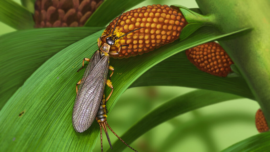 An illustration of a Tillyardembia sitting on a plant.