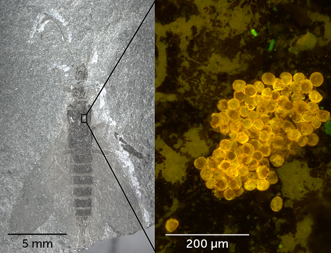 A picture of a Tillyardembia fossil left wing and on the right a tiny picture of clumps of pollen.