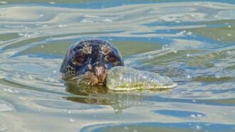 photo of a seal with a plastic bottle in the ocean