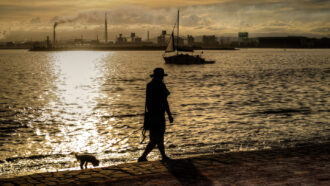 A sepia tone photo of someone walking their dog on the beach at sunset.