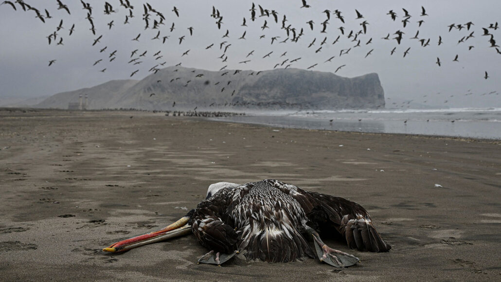 Bird flu can jump to mammals. Should we worry? Bird flu can jump to mammals. Should we worry?