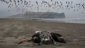 A photo of a dead pelican laying on a beach in Lima, Peru while a flock of other birds fly in the background.