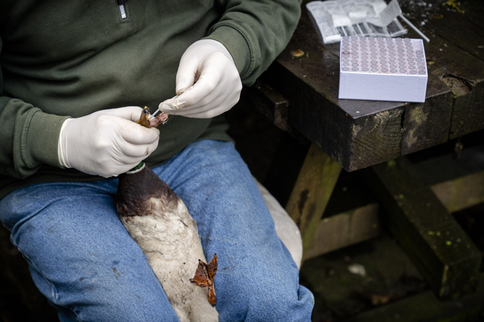 Kooiker Teun de Vaal of the Netherlands uses a cotton swab to test one of his ducks.