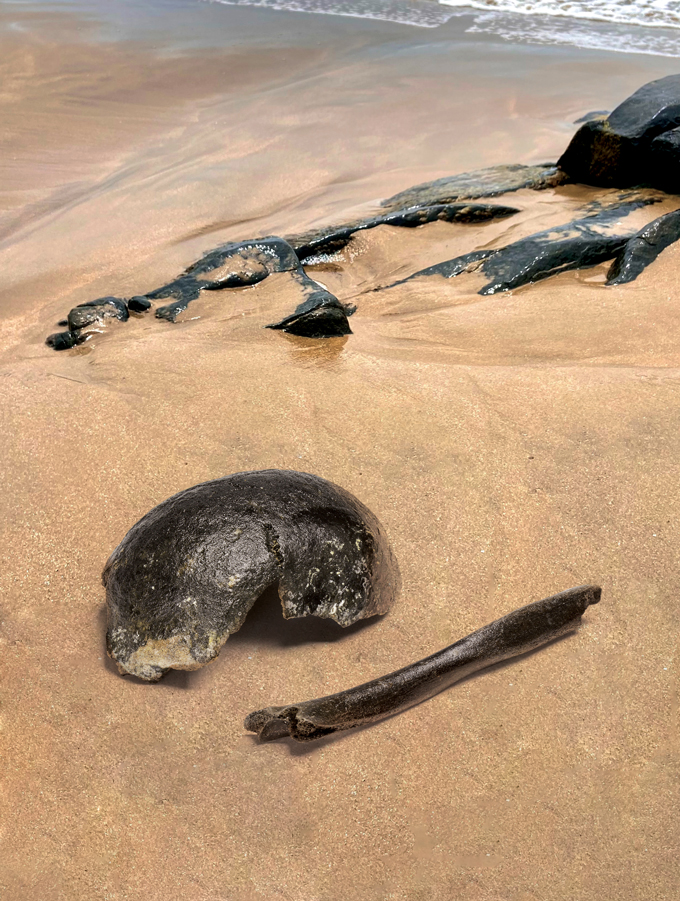 A photo of what may be fossils and rocks lying on the sand with the ocean in the background.