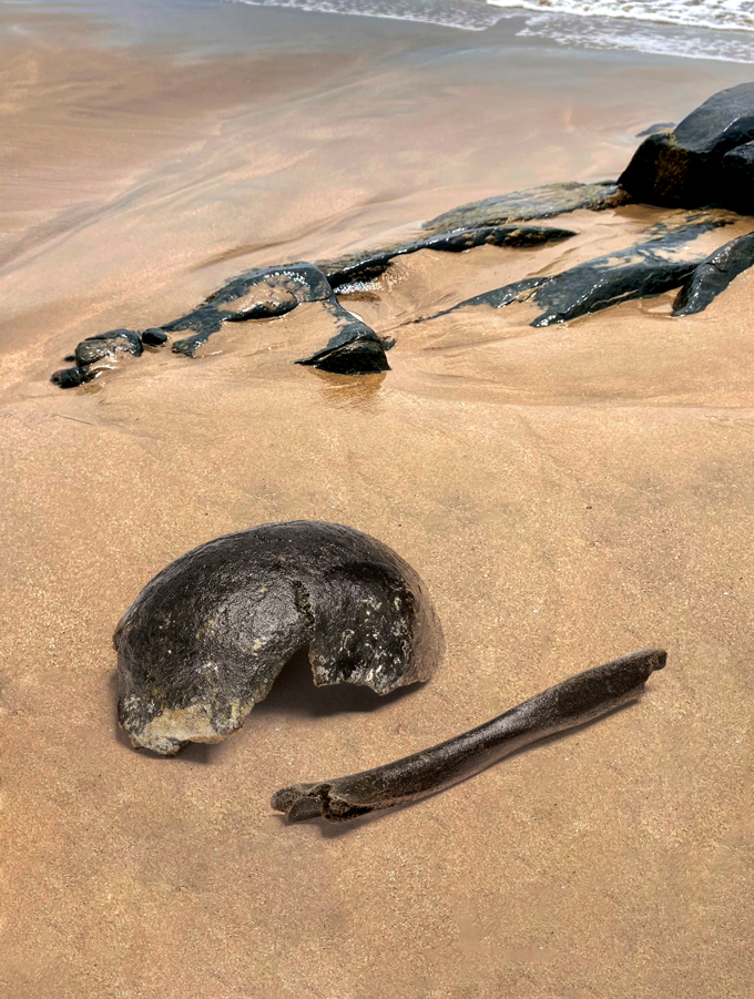 A photo of what could be fossils and rocks laying on the sand with the ocean in the background.