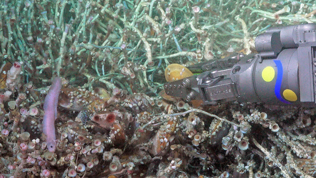 A photo of a small purple fist swimming near some plant life and what appears to be a robot arm.