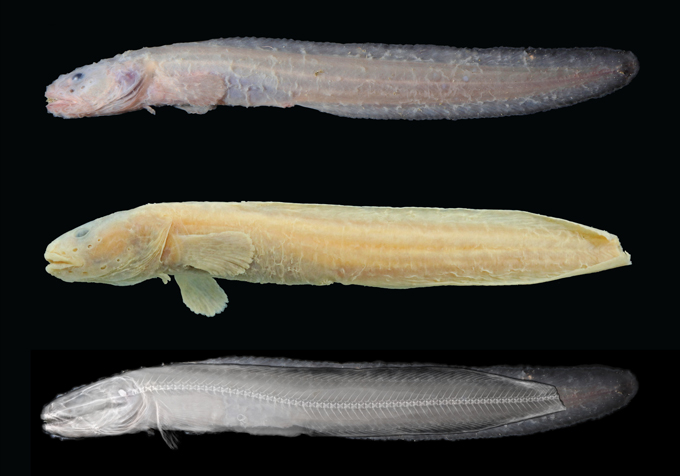 A Pyrolycus jaco specimen is shown freshly collected (top), preserved (middle) and in X-rays superimposed over the fresh image (bottom), all on a black background.