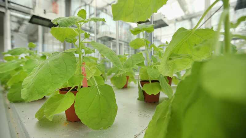 Plant/animal hybrid proteins could help crops fend off diseases