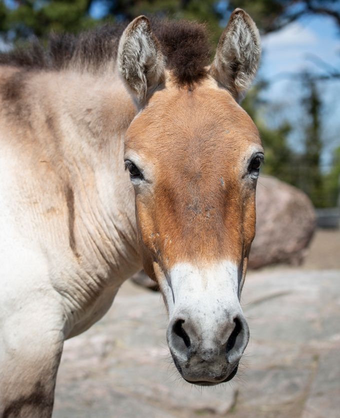 A photo of a Przewalski's horse looking directly at the camera.  The horse is brown with a white nose and brown mane.