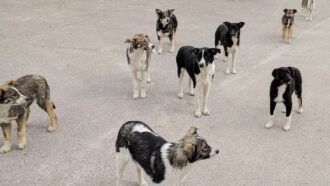 A photo of several different breeds of dogs standing on concrete.