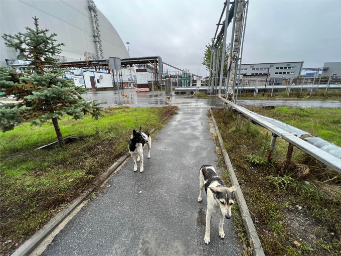 Two dogs stand on a small road outside a structure.