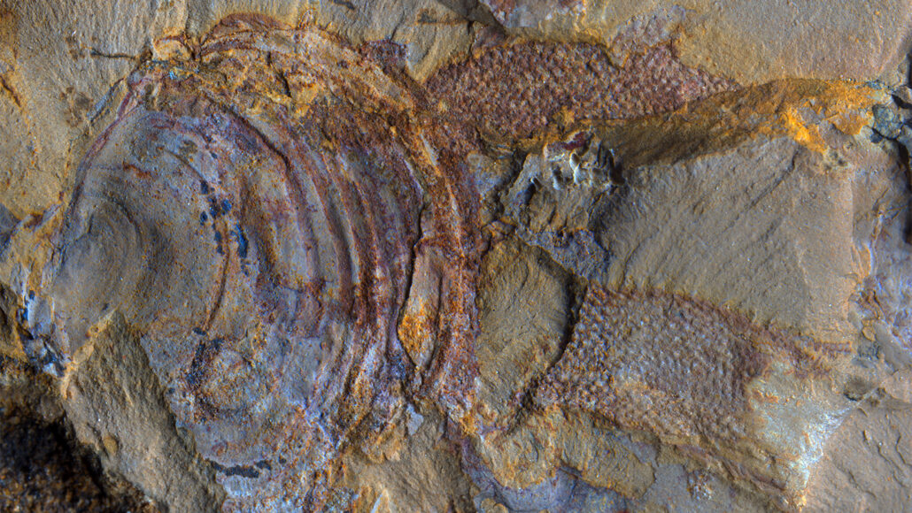 A photo of a fossil with two dark brown pieces attached to the shell.