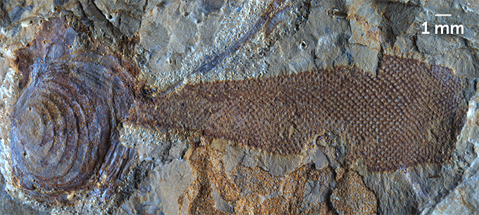 A photo of a fossil shell with a dark brown strip attached to part of it.