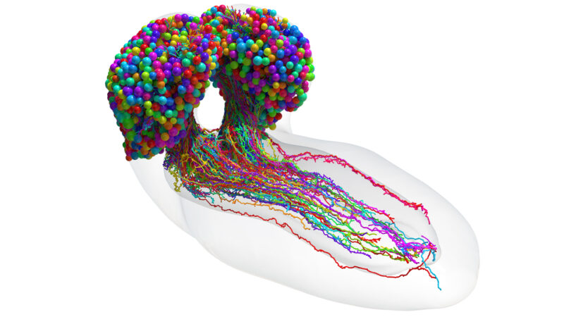 A diagram showing every nerve cell in a larval fruit fly brain, in all the colors of the rainbow, on a white backdrop
