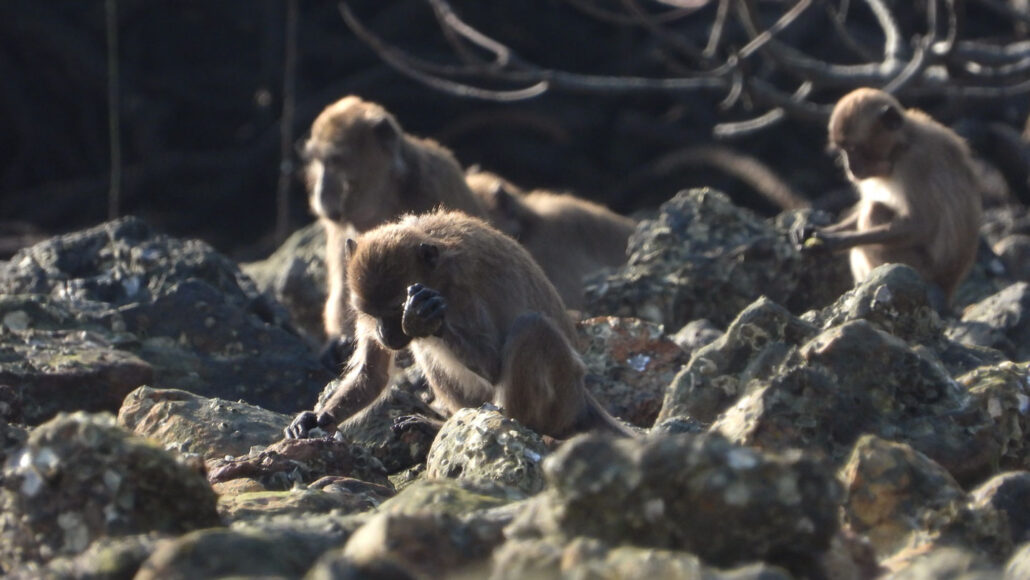 Three long-tailed macaque monkeys appear to be pounding open oil plam nut with rocks.