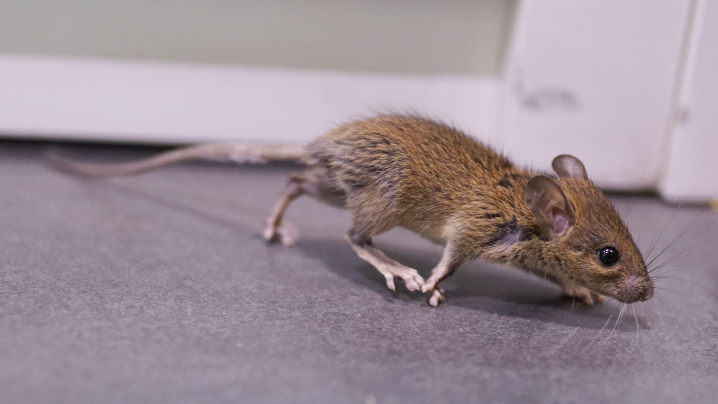 In mice, anxiety isn’t all in the head. It can start in the heart
