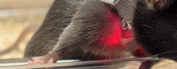 A close up photo of a mouse wearing a tiny vest with a red light over its heart.