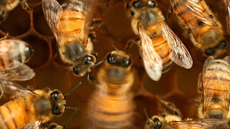Honeybees waggle to communicate. But to do it well, they need dance lessons