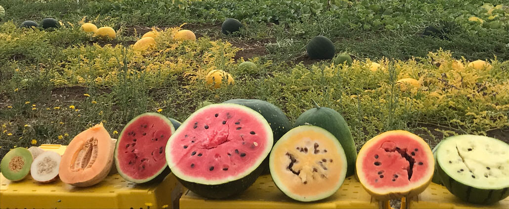 A photo of several melons grown though dry farming lined up on crates with melons still growing in the field behind them.