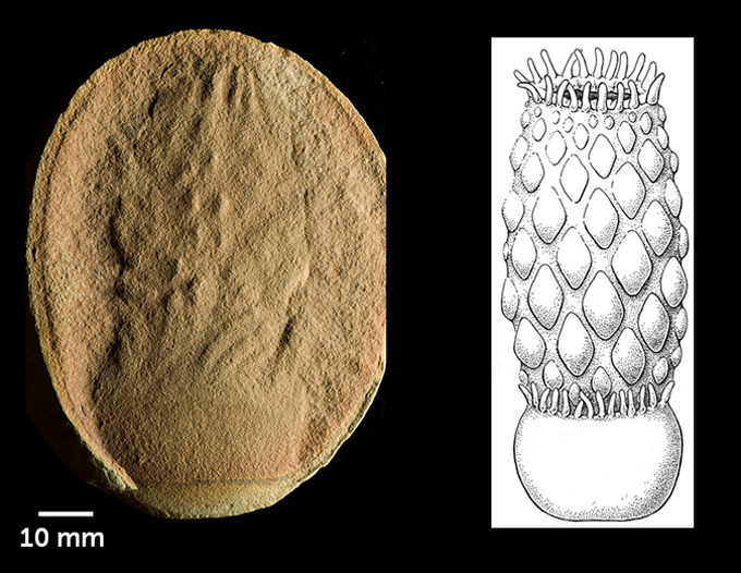 Auf der linken Seite ist ein Nahaufnahmefoto eines Fossils von Essexella asherae zu sehen, während auf der rechten Seite eine stilisierte Zeichnung einer Essexella mit einem strukturierten Oberkörper, einem glatten Unterkörper und fingerartigen Tentakeln zu sehen ist.
