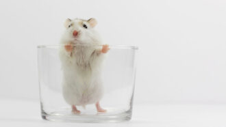 photo of a mouse standing on its hind legs in a glass bowl and peering over the edge