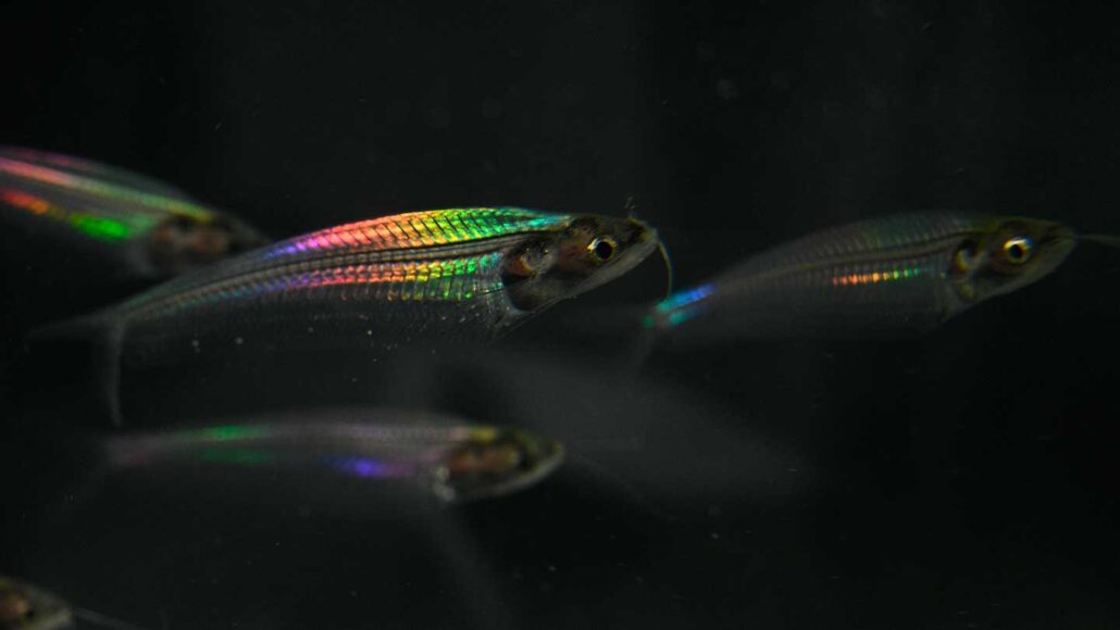 A close up photo of several ghost catfish swimming on a black background while a light is shining on some of their scales which appear iridescent.