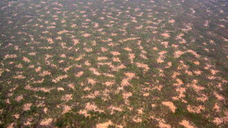 An overhead photo of blotchy vegetation taking up the entire frame.