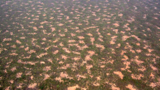 An overhead photo of blotchy vegetation taking up the entire frame.