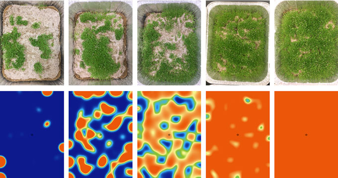Experimente mit Chiasamen (oben) und Simulationen, die sie nachahmen (unten), zeigen, dass Turing-Muster in Pflanzen entstehen, die um Wasser konkurrieren.  Die obere Reihe zeigt, wie sich das Muster ändert, wenn die Wasserverfügbarkeit zunimmt (von links nach rechts).  Simulierte Landschaften zeigen ähnliche Muster, wenn der Niederschlag zunimmt (von links nach rechts).