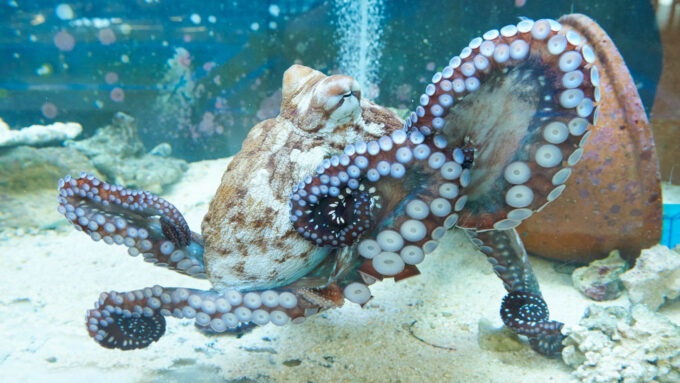 A photo of a big blue octopus hovering in the water with several of its tentacles curled up around its body.