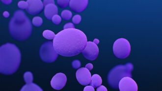 An illustration of Candida auris. Appears as purple bubbles on a dark blue background.