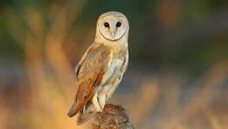 A photo of a Tyto alba barn owl standing on a log on the ground. The owl is looking at the camera with its body turned away.