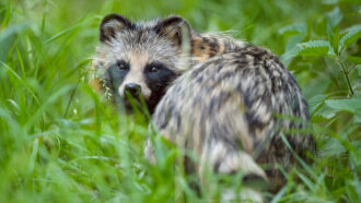 A photo of a raccoon dog looking over its should at the camera while it stands in a field of tall grass.