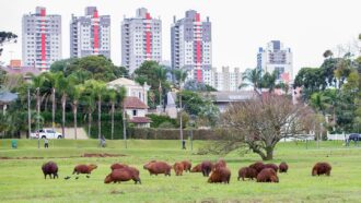 A photo of several capybaras walking through a grassy park area in the foreground while in the background are four identical tall buildings seen above the trees.